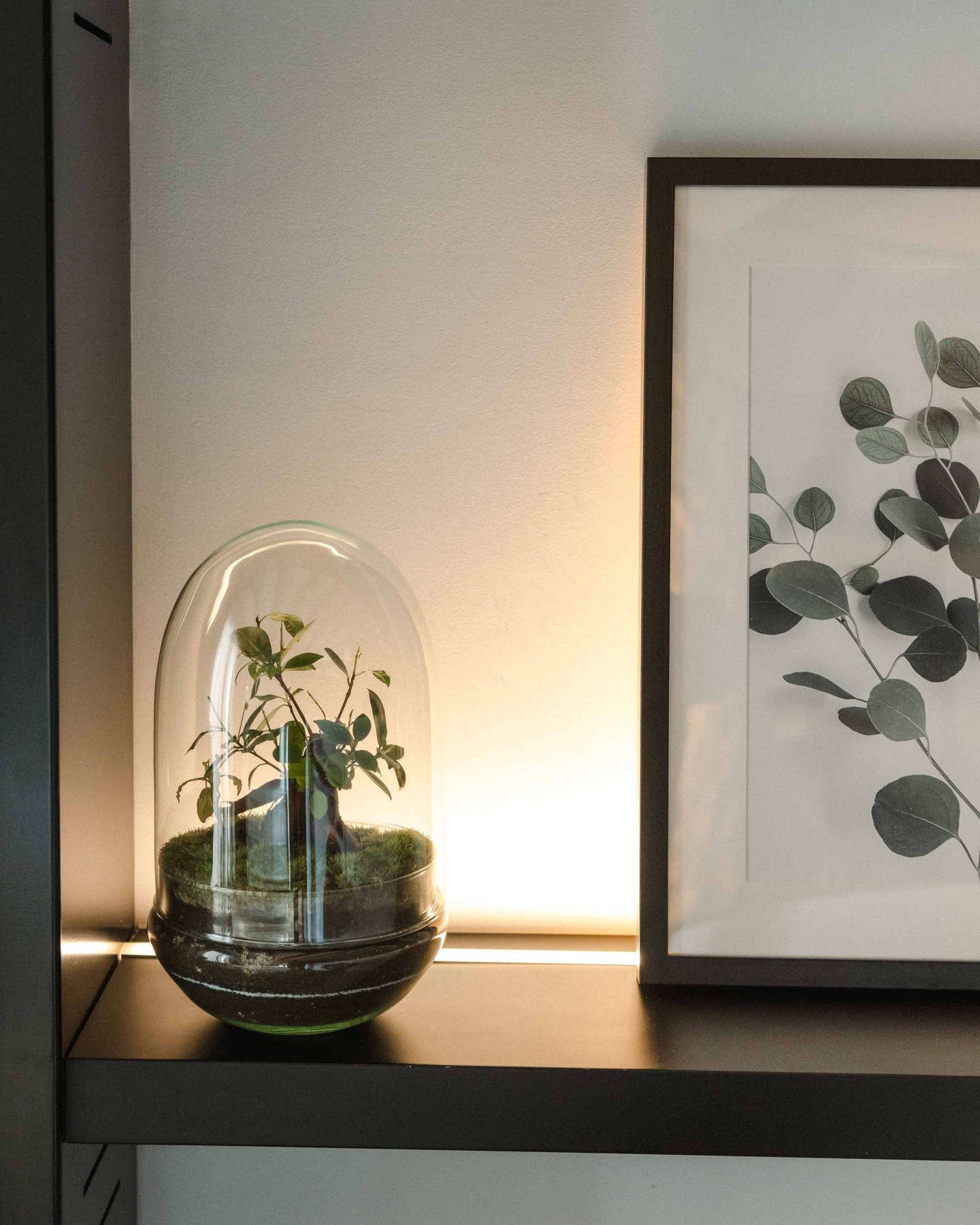 Terrario Cúpula 30x19 cm - sin agujero - Imagen 2