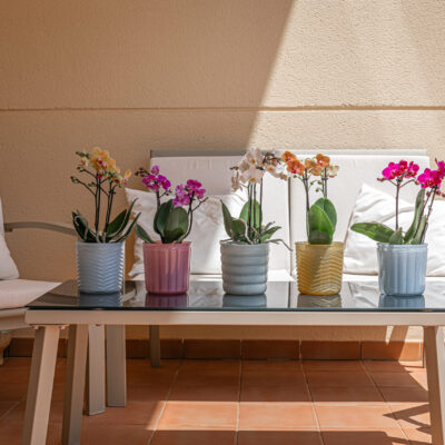 MIX 6 Macetas 12,5 cm- Colores Variados.