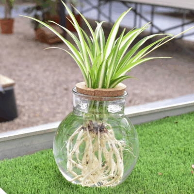 Ball 19-Corcho corona+planta