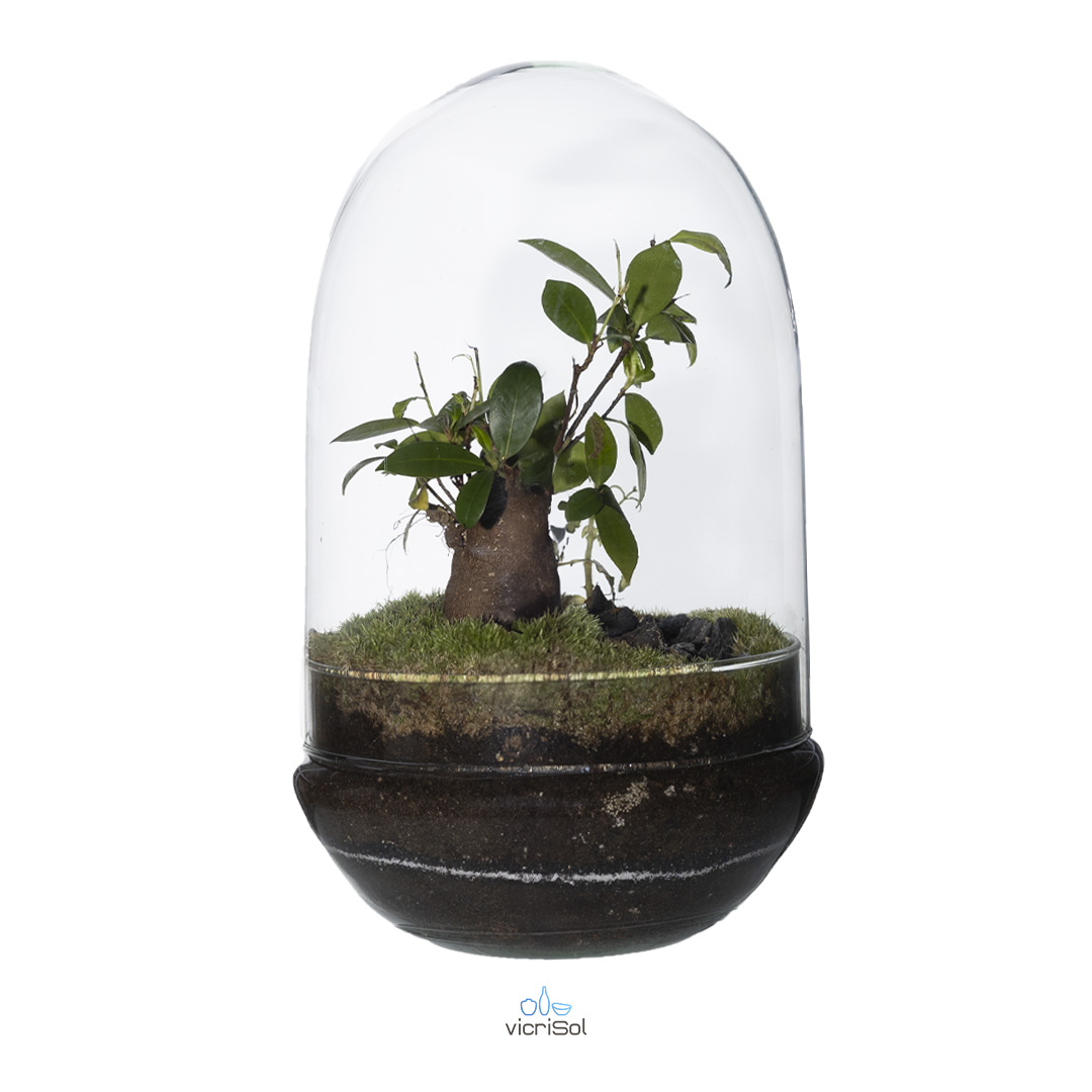 Terrario Cúpula 30x19 cm - con agujero - Imagen 2