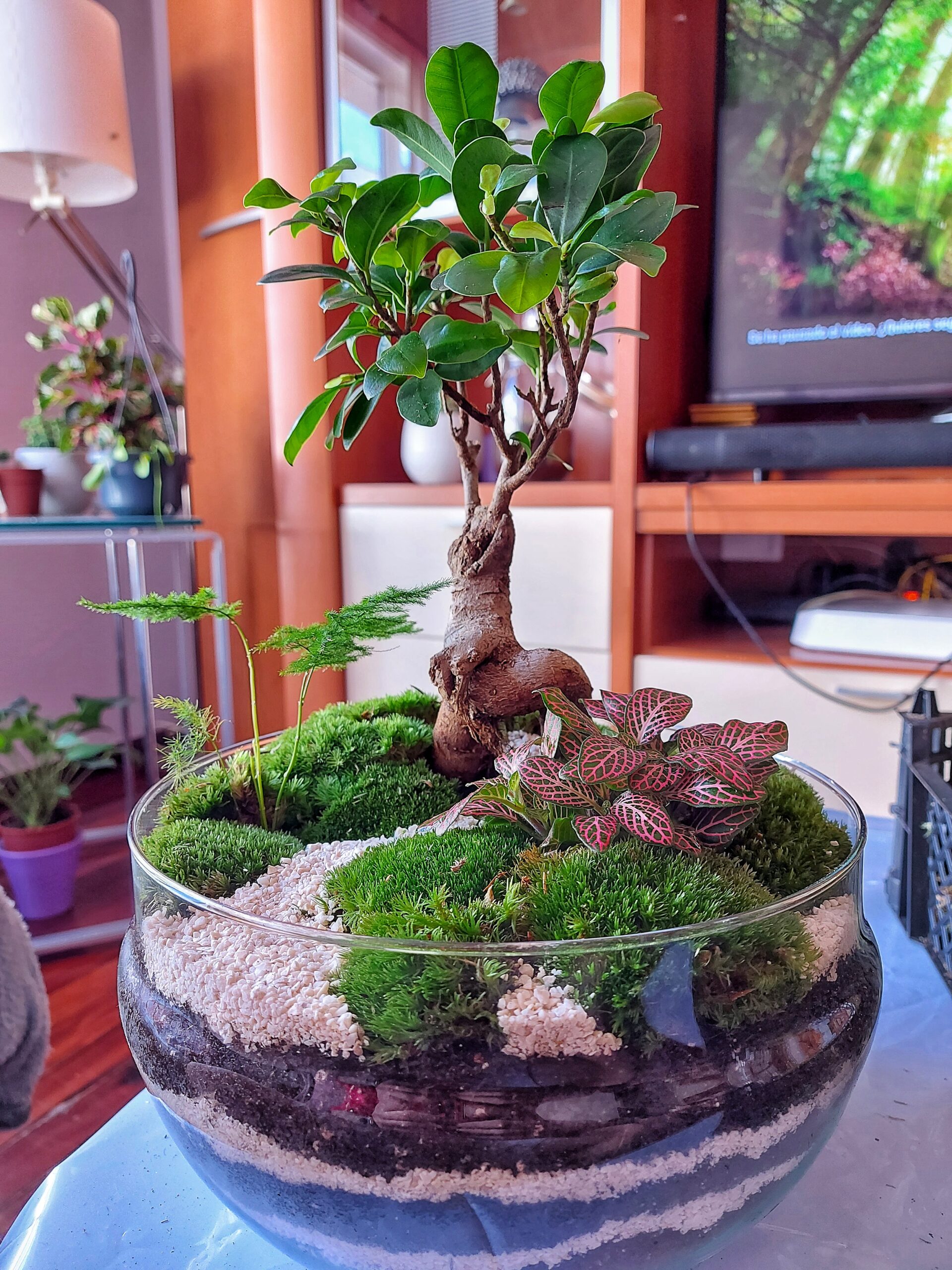 Terrario Cúpula 38x25 cm- sin agujero - Imagen 3