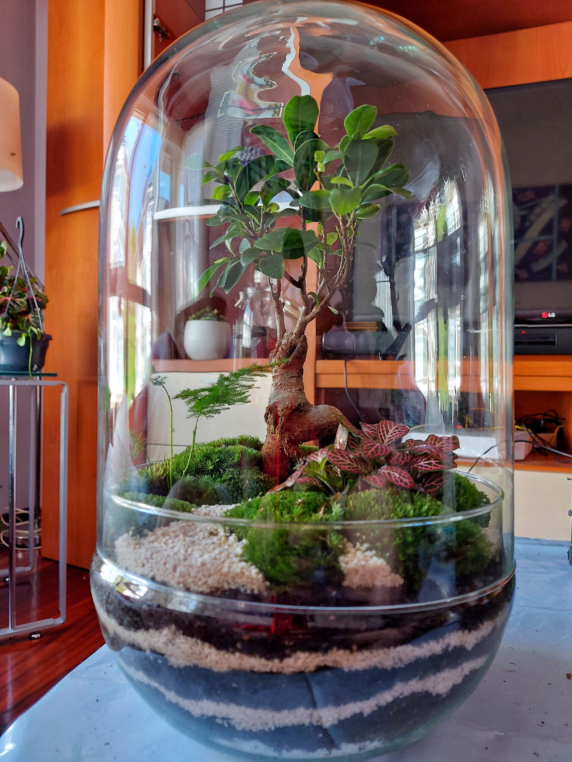 Terrario Cúpula 38x25 cm- sin agujero - Imagen 2