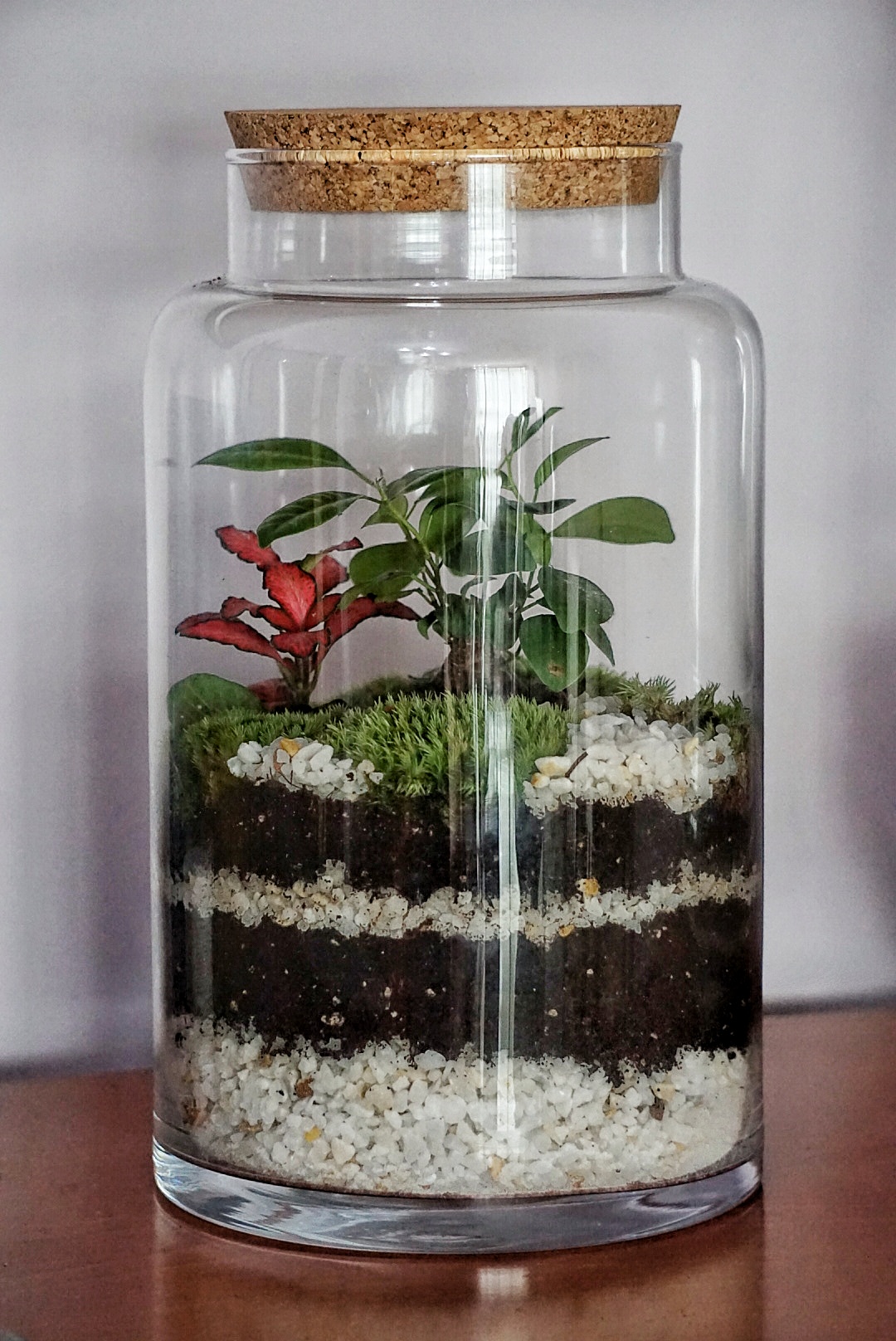 Terrario JEIMY 30 cm- Tapa Corcho - Imagen 2